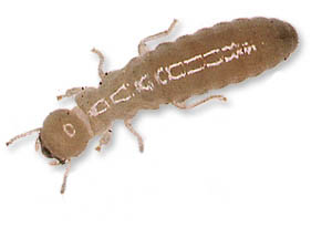 subterranean termite