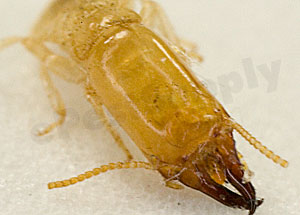 subterranean termite soldier