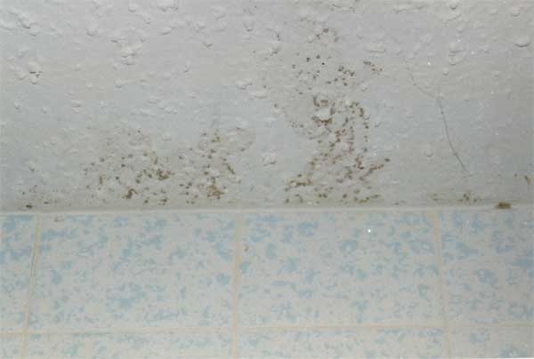 Pictures Of Subterranean Termite Damages
