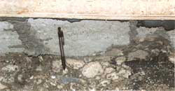 subterranean termite mud shelter tubes