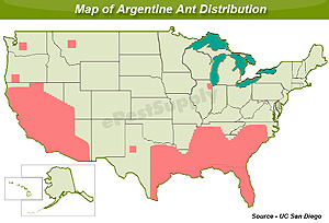 Argentine Ants