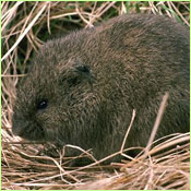 Meadow Vole