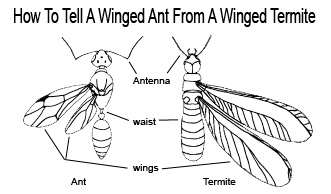 Termite Size Chart