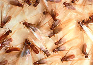 dampwood termite swarmers