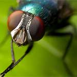 Flies