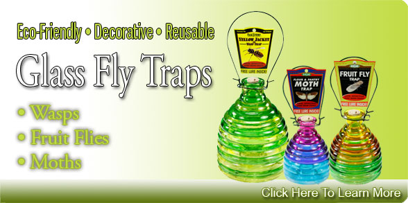 glass fruit fly traps