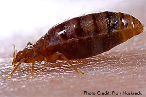 adult bed bug engorged in blood