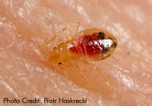 Bed bug ingesting blood