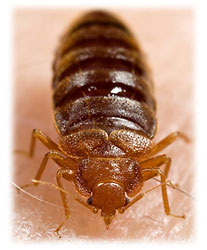 adult bedbug