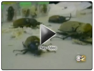 giant beetles video picture