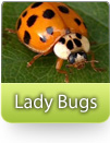 Asian Lady  Beetles
