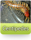 Centipedes