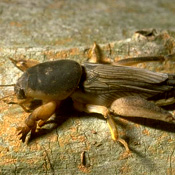 Mole Cricket