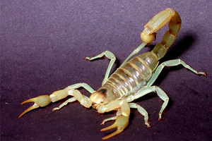 striped bark scorpion