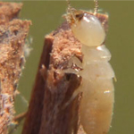 Termites