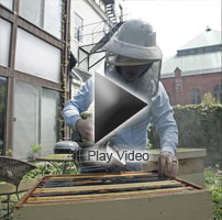 picture of beekeeping video