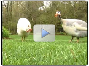 lyme tick eating hen video picture
