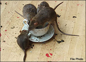 Picture of Rats in Coffee Cup in Home