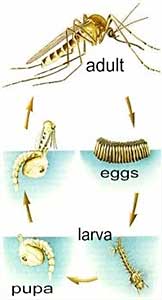 mosquito life cycle