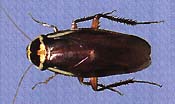 australian cockroach