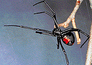 Black Widow Spider