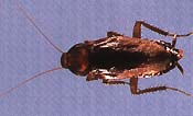 brown cockroach picture