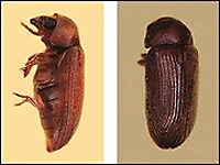 anobiid powder post beetles