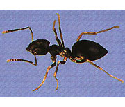 Odorous House Ant