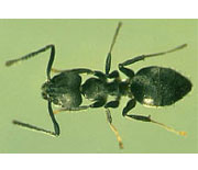 White Footed Ants