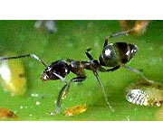 Argentine Ants