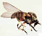 Black Fly
