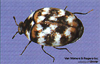 Carpet Beetle