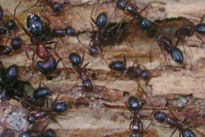 Carpenter Ants