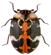 Varied Carpet Beetle