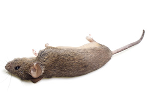 picture of dead mouse
