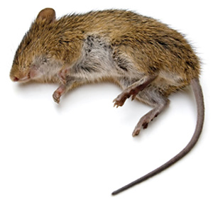 picture of dead rat