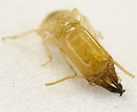 Subterranean Termite