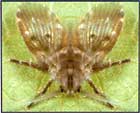 Drain Fly - Moth Fly