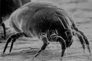 house dust mite