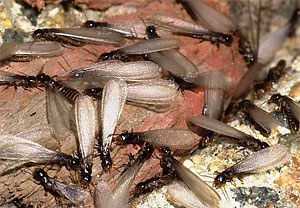 eastern subterreanean termite
