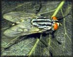 Flesh Fly