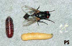 Fly Life Cycle