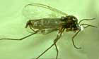 Gnats