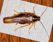 german cockroach