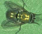 Bottle Fly