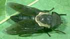 Horse Fly