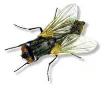 picture of housefly
