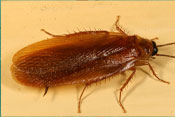 woods cockroach