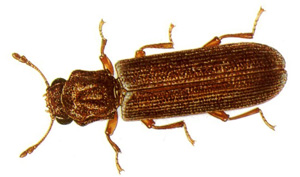 lyctid powder post beetle