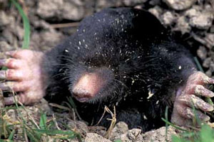 Mole